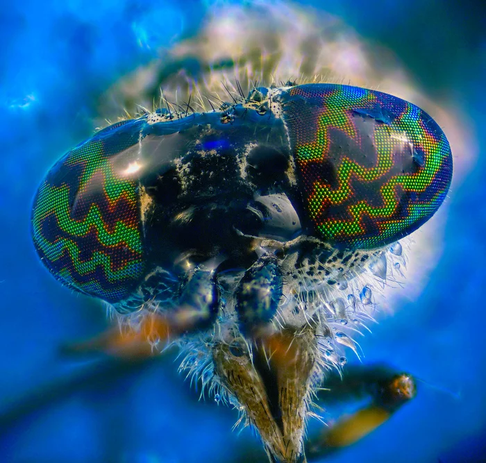 Wet eyes - My, Macro photography, Microfilming, Horsefly, Eyes, Microscope, Facet eye