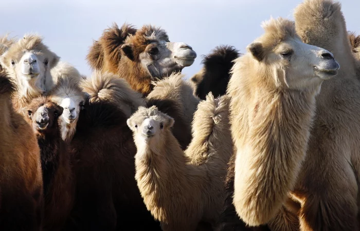Camels defeated three Astrakhan villages - My, news, Negative, Camels, Astrakhan