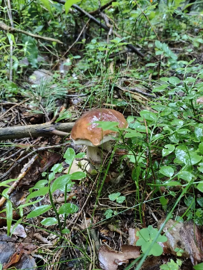 Faster than rain. Bike rides July 2020 - My, A bike, Pokatushki, Forest, Mushrooms, Chanterelles, Sertolovo, Video, Longpost
