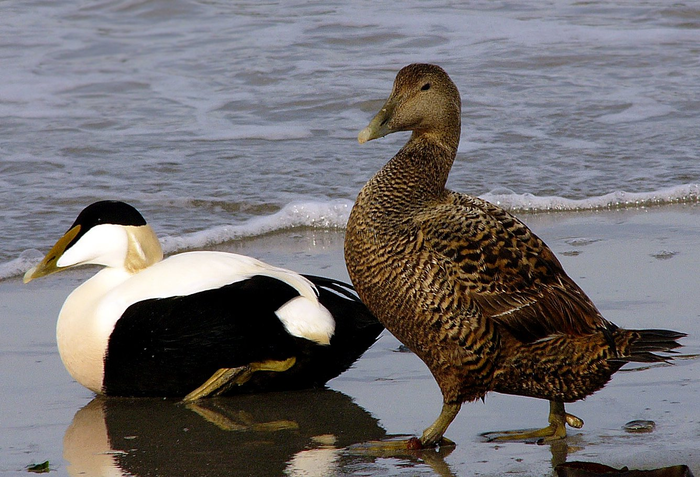    ) , , , The National Geographic, 
