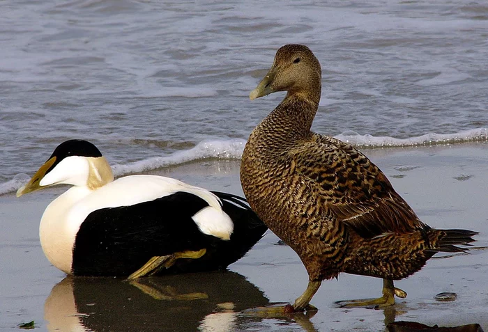 Subtleties of collecting eider down) - Birds, Fluff, Iceland, The national geographic, Longpost