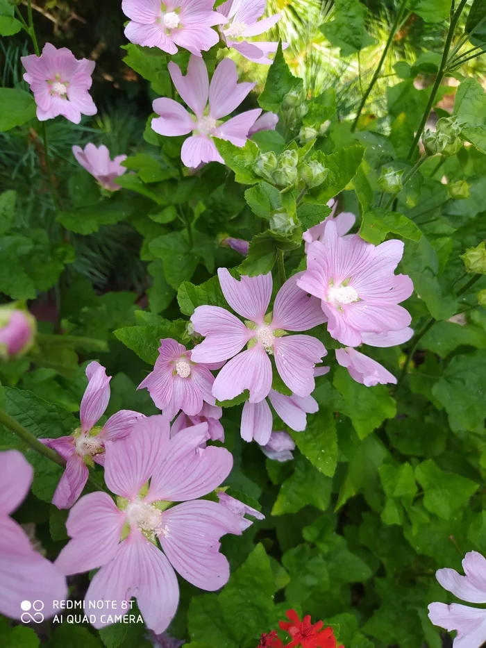 Flowers to the studio 3 - My, Dacha, Mallow, Astilba, Lily, Flowers, Vacation home, Longpost