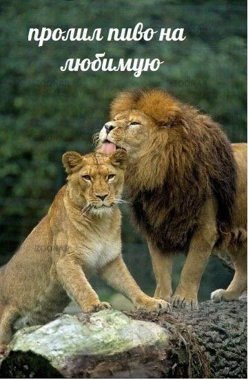 Love can be different - Licking, a lion, Lioness, Lick, Picture with text