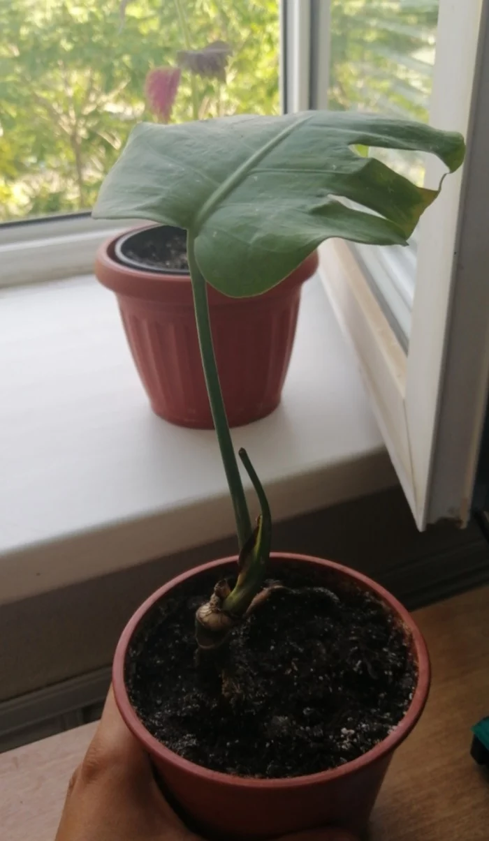 Monstera Rescue - Plants, Houseplants, Longpost