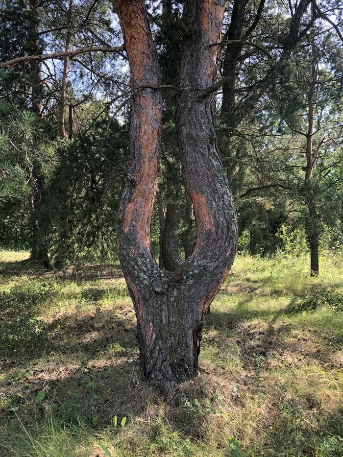 Pine of Sauron - My, Tree, Unusual, Sauron