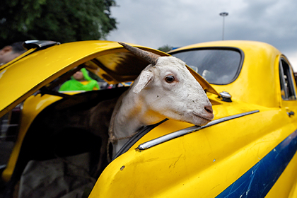 Goat was arrested for walking without a medical mask - Goat, Mask, Coronavirus