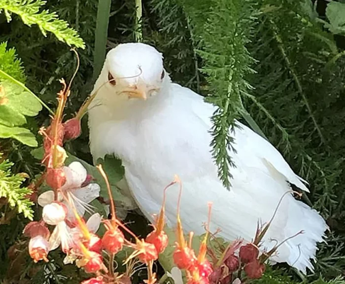 AN ALBINOS BLACKBIRD HAS SETTLED IN THE ENGLISH WOMAN'S GARDEN - My, Birds, White, Albino