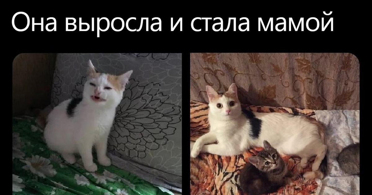 Стресс картинка с котом