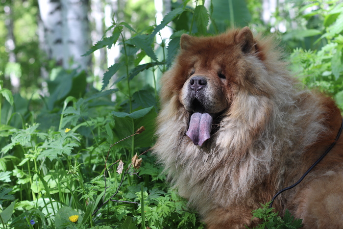 Собакен на природе