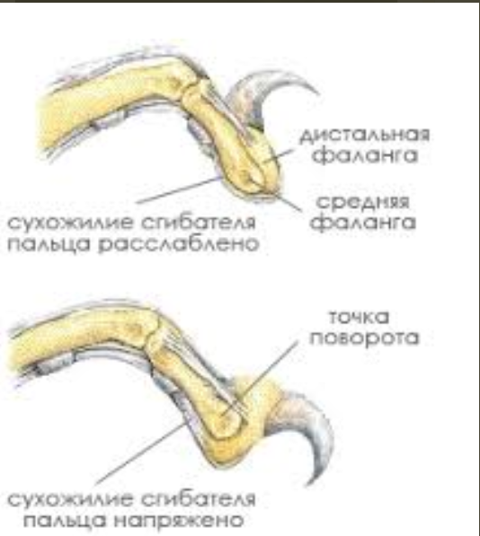 Harm of anti-scratch - cat, Claws, Anti-scratches, Harm, Longpost