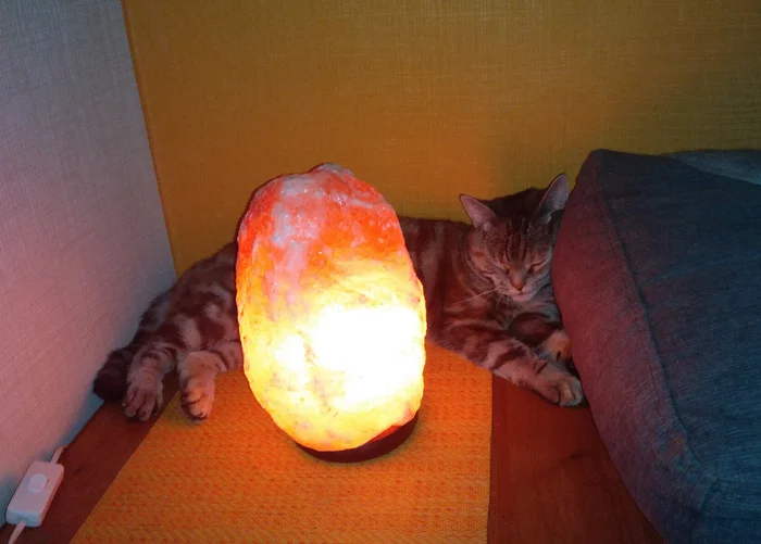 Home cat lamp - Cat with lamp, cat, My