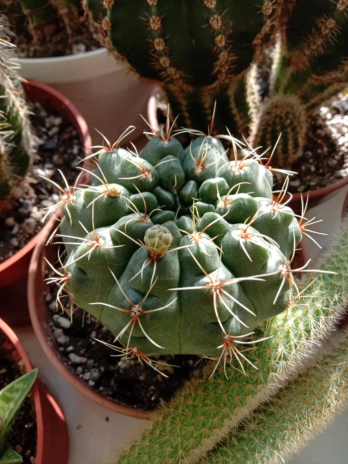 Blooming Gymnocalycium - My, Cactus, Blooming cacti, Gymnocalycium, Longpost