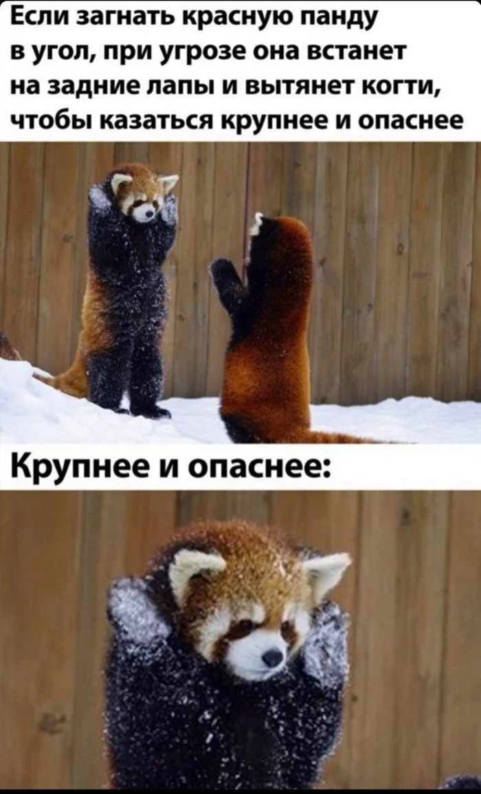 Red panda - Red panda, Danger