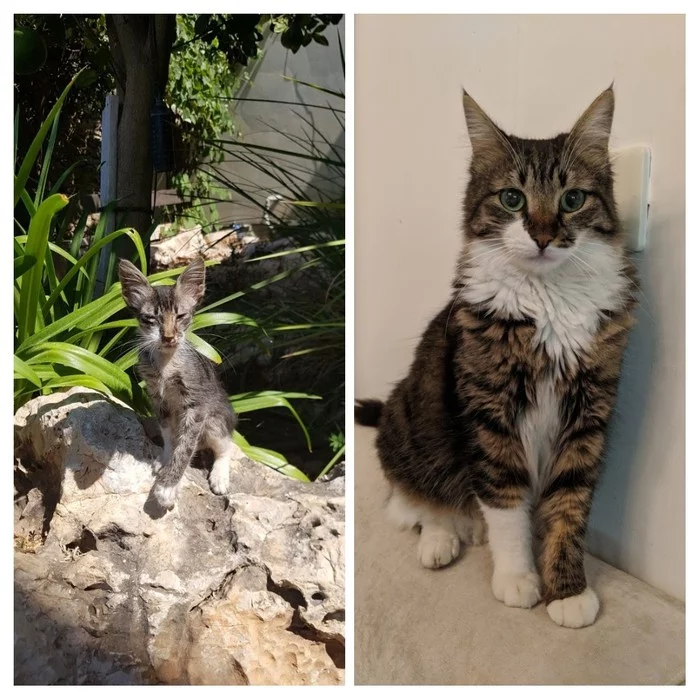 Once we found this ugly duckling on the street and look what a beautiful swan Sylvester has become! - cat, Kittens, Then and now, It Was-It Was, Growth, Growing up, Animal Rescue, Transformation