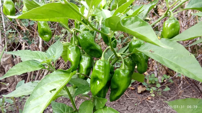 FIRST SHARP HARVEST - My, Hot peppers, Growing, Pepper farming