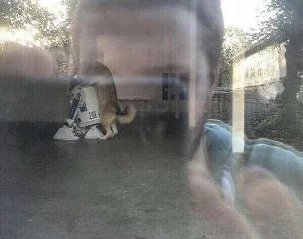 B-hopelessness! this room is so empty that apart from the robot, the dog simply has no one to hug... - Dog, R2-D2, Sadness