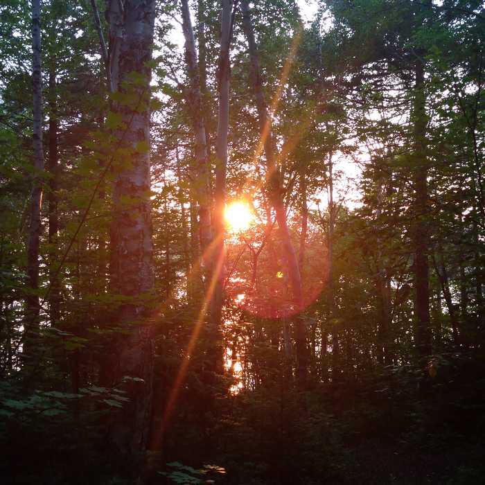 Sunset - My, Дальний Восток, Tatar Strait, Sunset, Tree