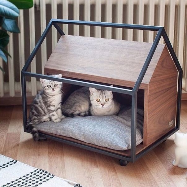 Cats also want to live in style - cat, House, Longpost