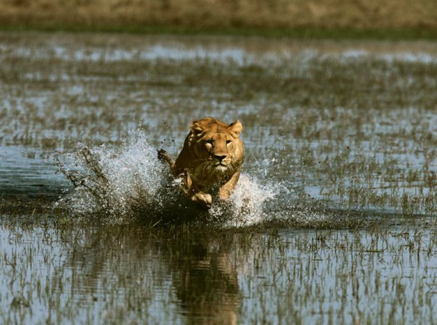 Lions vs buffalos... - a lion, Lioness, Big cats, Buffalo, Hunting, Fight, The national geographic, Africa, Longpost