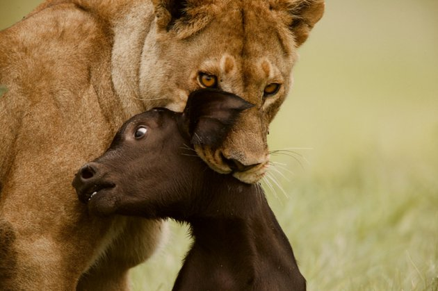 Lions vs buffalos... - a lion, Lioness, Big cats, Buffalo, Hunting, Fight, The national geographic, Africa, Longpost