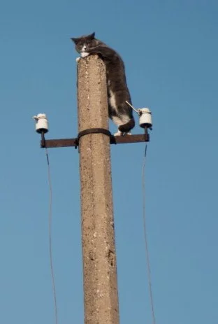 Concrete pillar - cat, Leopard, India, Longpost, Death, Big cats, Electricity, Electric shock, Wild animals