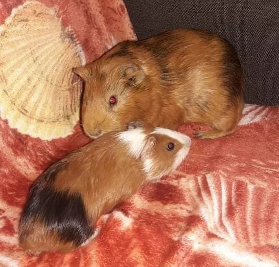 Sweet couple - My, Guinea pig, Milota, Pets, Pets, Pet