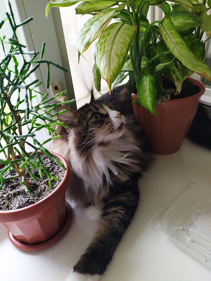 суп с котом комбинация. 1596314019151617055. суп с котом комбинация фото. суп с котом комбинация-1596314019151617055. картинка суп с котом комбинация. картинка 1596314019151617055. Слушайте Russian Girls — Комбинация на Яндекс.Музыке