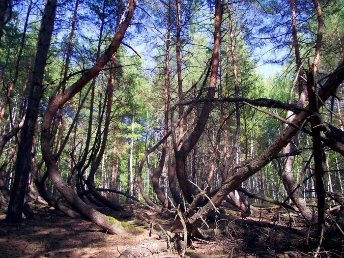Mysterious anomaly Drunken Forest in the Ryazan region - My, Road trip, Mystic, Nature, Anomaly, Unusual, Video, Longpost, Travels, Drunken Forest, Travel across Russia
