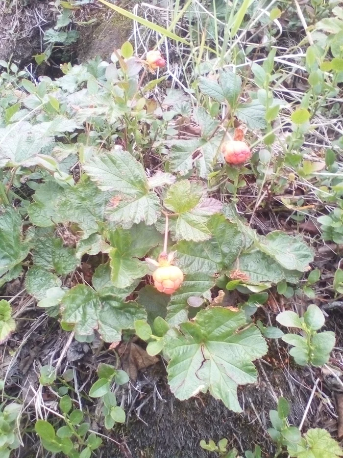 Cloudberry - My, Norilsk, Photo on sneaker, Longpost