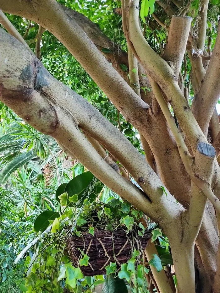 Strange thread - Tree, Nature