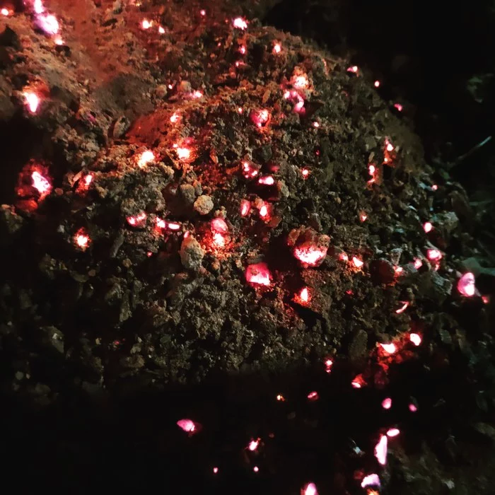 Embers in the ash - My, The photo, Coals