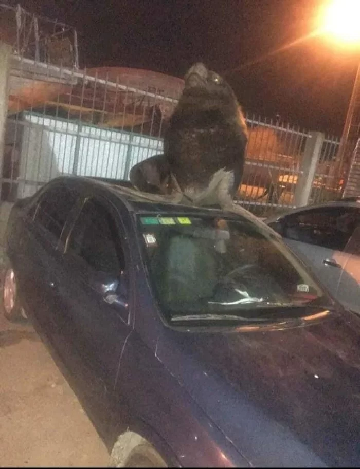 Night of the Airborne Forces day in the port of Mar del Plata - Argentina, Mar del Plata, Sea lion, Longpost, Auto