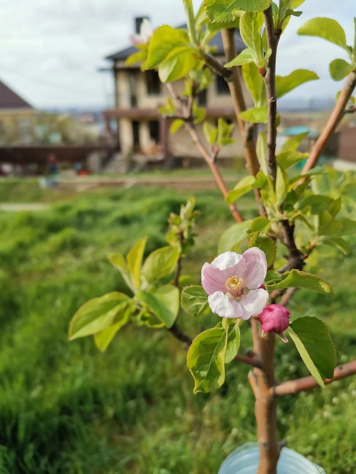 April and August - My, Apples, Spring, Summer, Backyard, Longpost, It Was-It Was, Apple tree