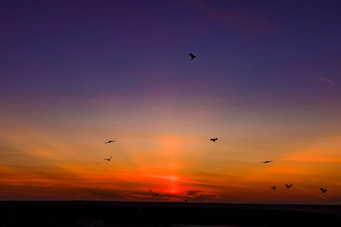 Birds at sunset - My, Sunset, Birds