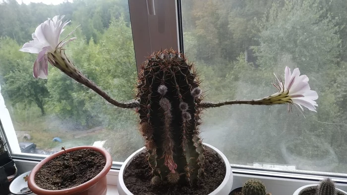 Let's go hug! - My, Cactus, Hugs, Humor, Flowers, Pareidolia