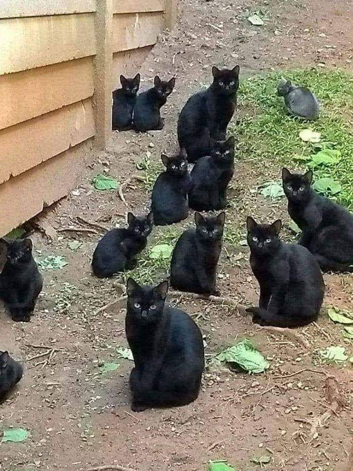 Meeting - cat, Black cat, Multitude, Crowd