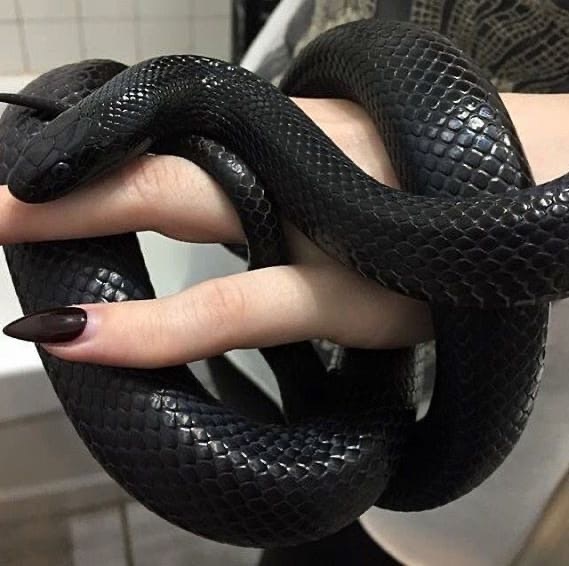 Black king snake - Snake, Black, Longpost