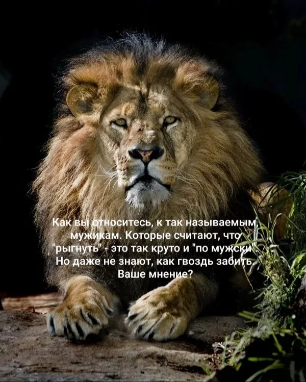 Shame on the men - Observation, Picture with text, a lion