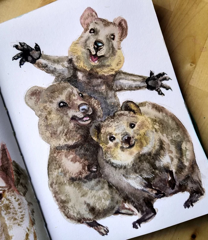 These are quokkas - My, Quokka, Watercolor, Traditional art, Sketch, Drawing