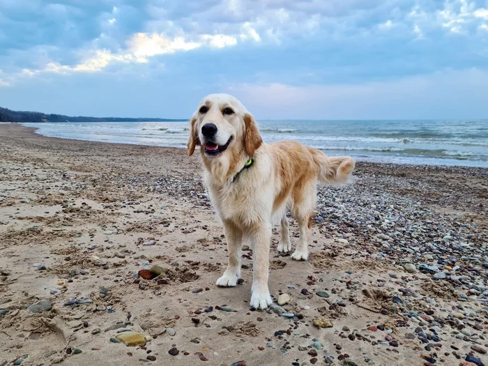 Baltic Sea and dogs - Dog, Baltic Sea, Nature, Longpost