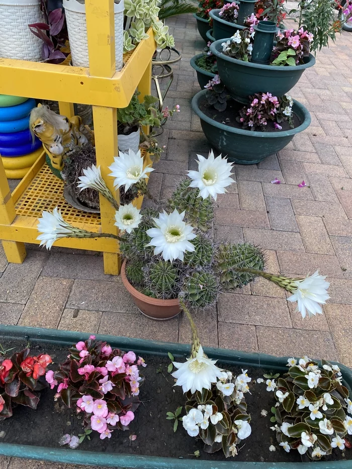 Bloomed, blossomed so much - My, Cactus, Bloom