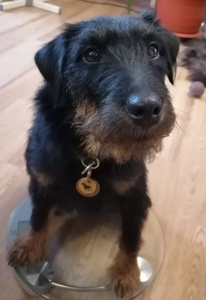 The command on the scales! - My, Dog, Jagd terrier, scales