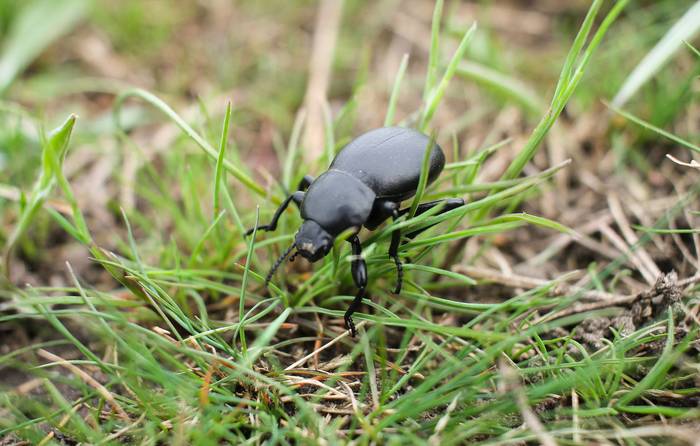 Water-loving beetles found a way out of the frog's stomach - news, TASS, Beetle water-lover, Insects, The science