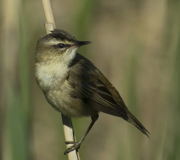 Badger Warbler - My, Klyazma, Nature, Ornithology, Schelkovo, Summer, Birds, Russia, Video, Longpost