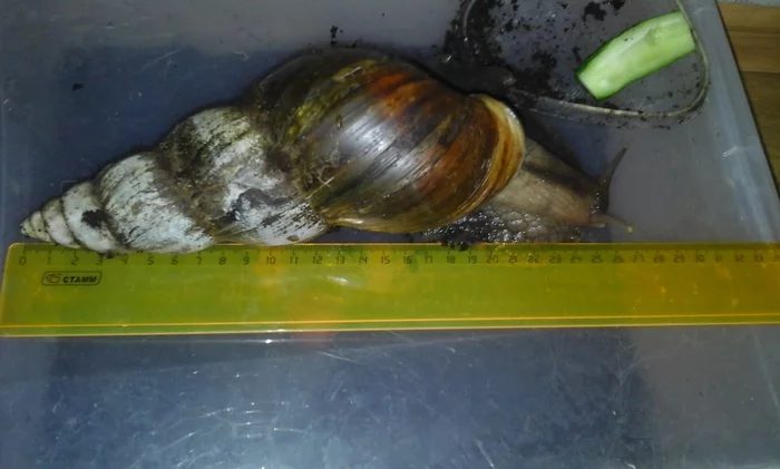 How I became a snail breeder. Or is snails a diagnosis? - My, Snail, Pets, Reticulata, Longpost