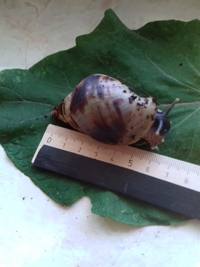 How I became a snail breeder. Or is snails a diagnosis? - My, Snail, Pets, Reticulata, Longpost