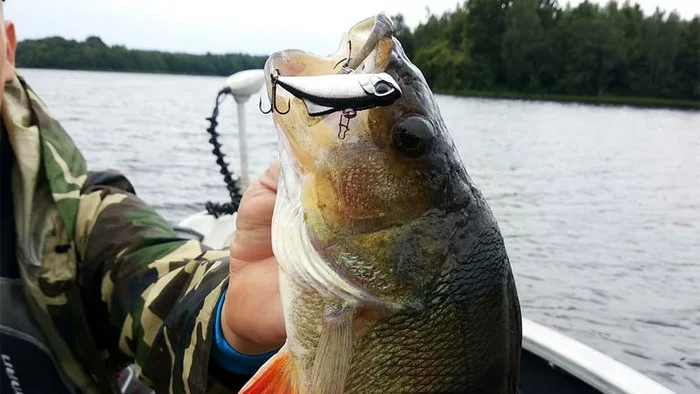 How to fish for rattlins with a spinning rod in the summer? 5 best wiring and application secrets - My, Fishing, Spinning, Wobbler, Perch, Pike, Video, Longpost, Fish perch