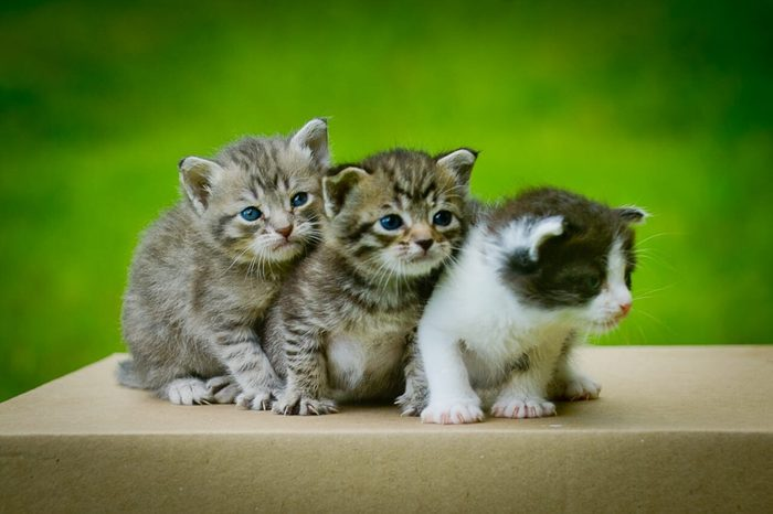 Their life began in the trash, in a tied bag... - Moscow, Animal Rescue, In good hands, Longpost, No rating, cat, Kittens, Text