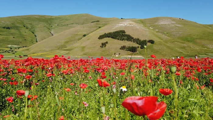 Fioritura Castelluccio: невероятное событие в центре Италии - Моё, Путешествия, Италия, Цветы, Полевые цветы, Горы, Умбрия, Фотография, Пейзаж, Видео, Длиннопост