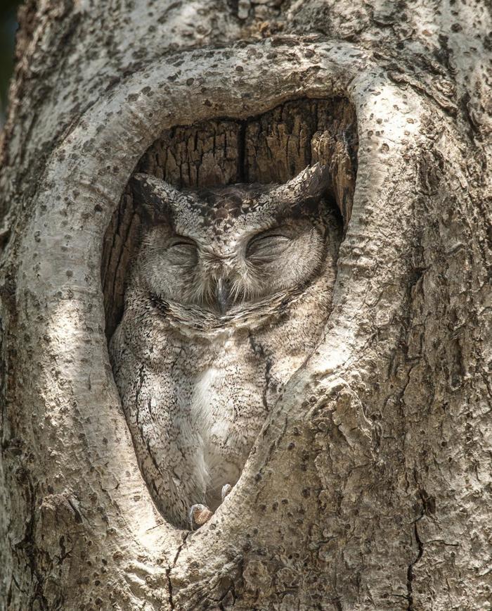 Disguise - Disguise, Owl, Birds, Animals, From the network, Images